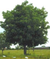 Neem Tree