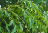 Neem leaves